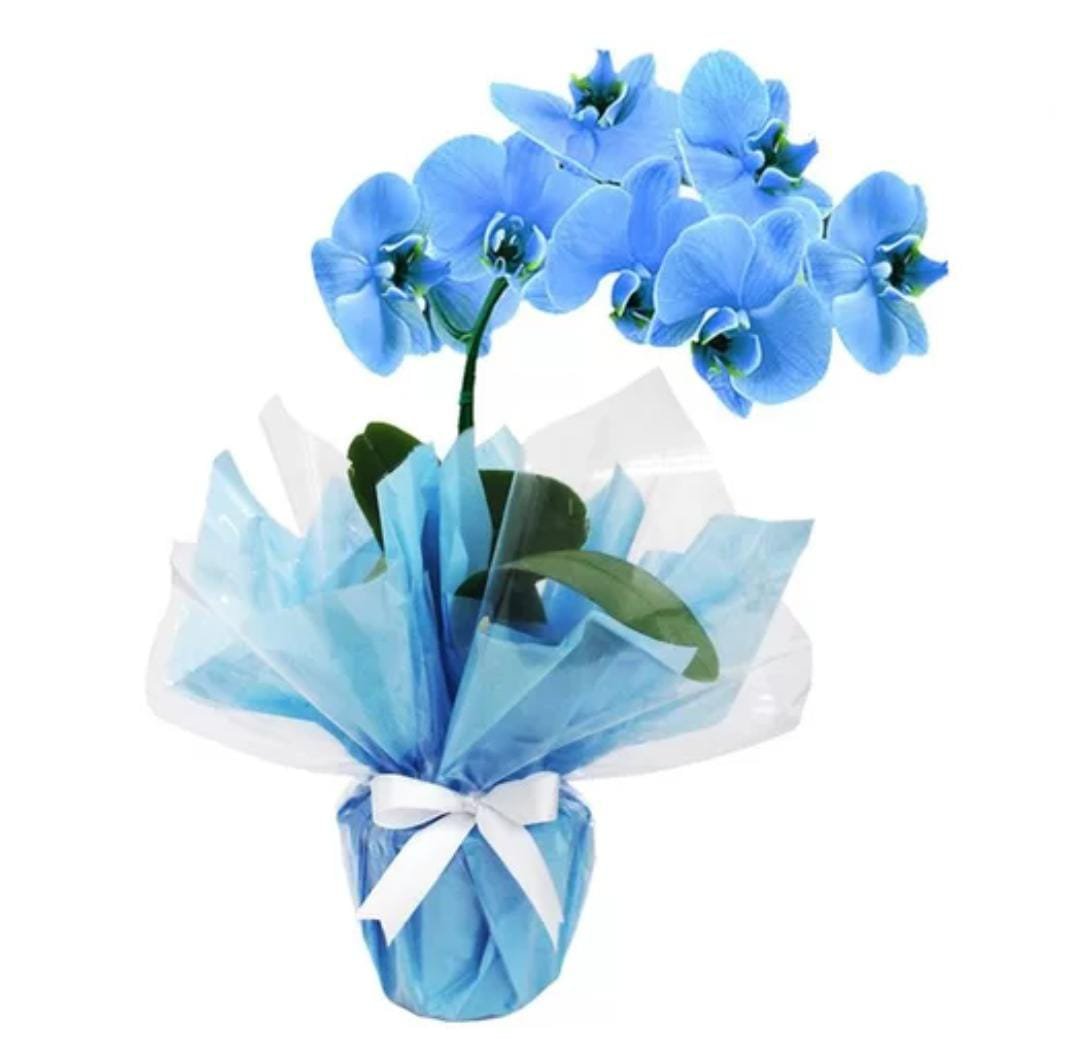 Orquídea Azul