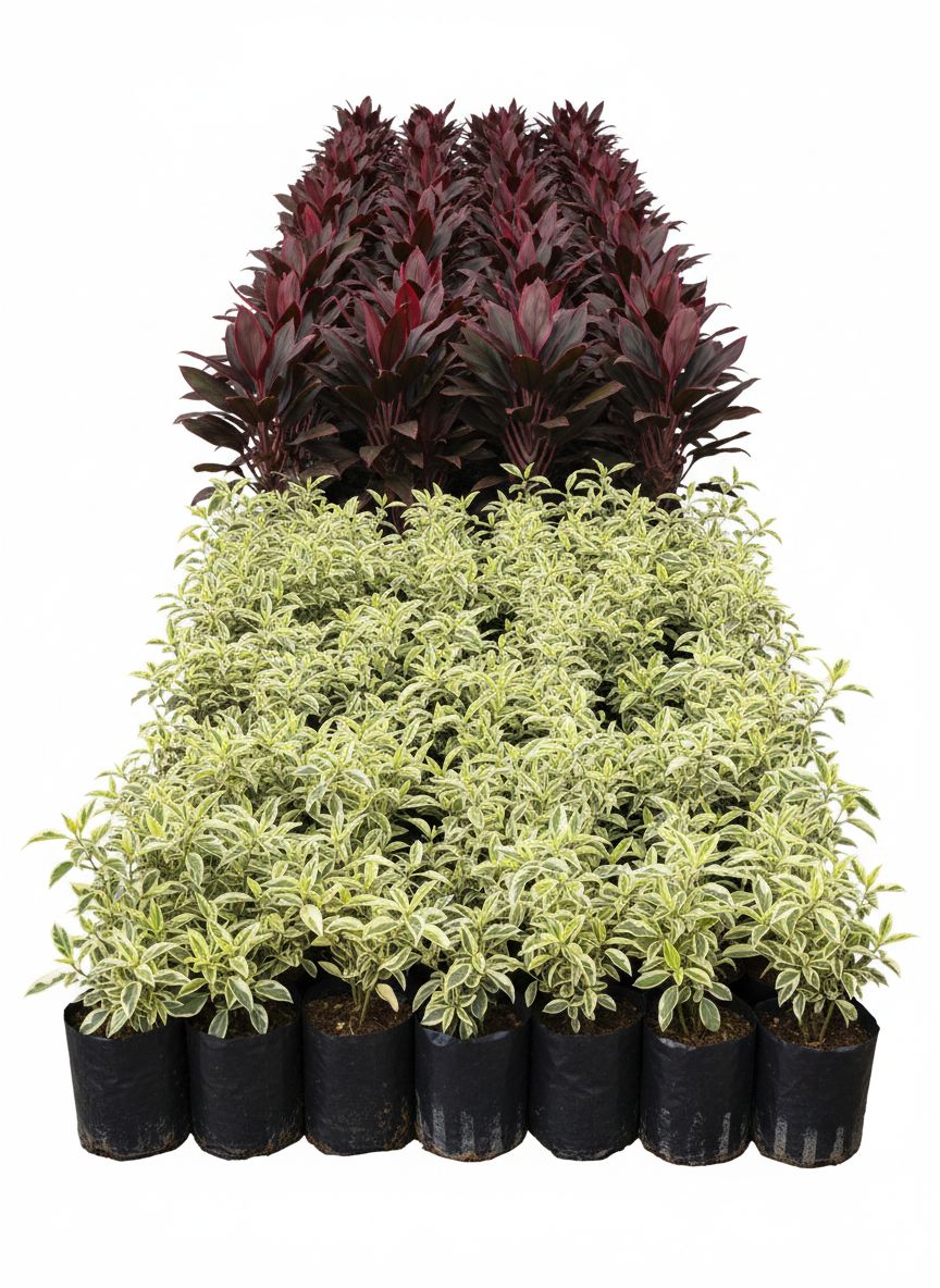 Mudas 2 Unidades Folhagem Vermelho Vinho e Verde Clara em Preto