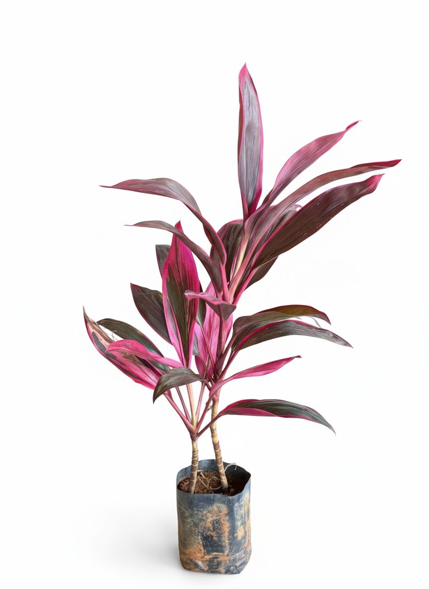 Muda Dracaena Cordyline Vaso Preto Folhagem Variegada Rosa-Magenta